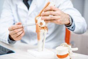 Knee joint model during the medical consultation